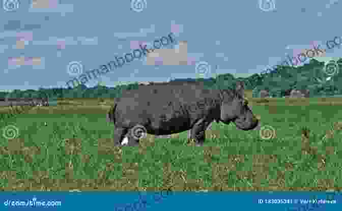 A Large, Gray Hippopotamus Grazes In A Lush Green Meadow. American Hippopotamus Jon Mooallem