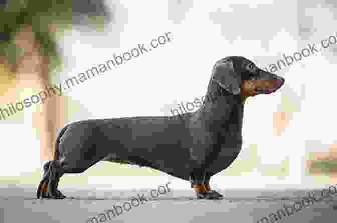 A Long Dachshund Standing In A Field, Its Body Stretched Out To Its Full Length. Conversations With Huck: A Short Story About A Long Dachshund
