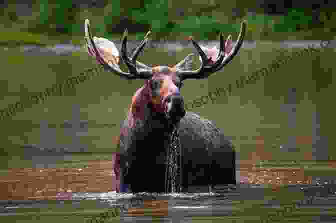 A Majestic Moose Standing In A Lake The Modern Flower Press: Capturing The Beauty Of Nature