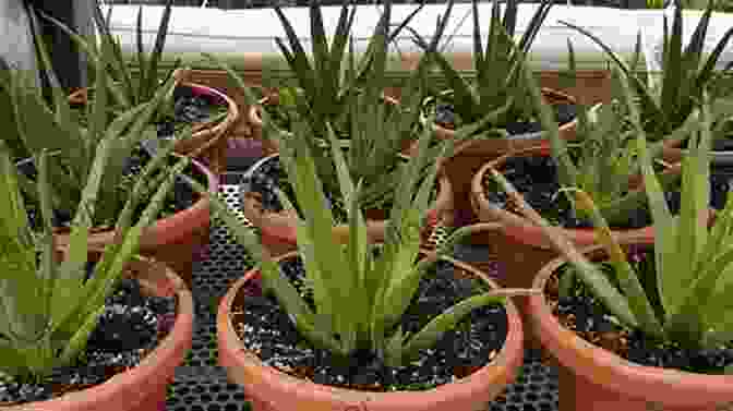 Aloe Aloe Spp. Gardening With Less Water: Low Tech Low Cost Techniques Use Up To 90% Less Water In Your Garden