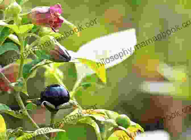 Belladonna Plant With Beautiful Dark Purple Flowers Belladonna At Belstone (The Last Templar Mysteries 8)