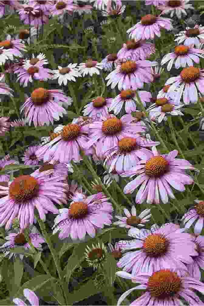 Coneflower Echinacea Purpurea Gardening With Less Water: Low Tech Low Cost Techniques Use Up To 90% Less Water In Your Garden