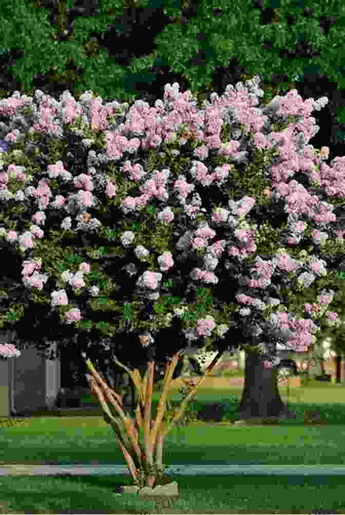 Crape Myrtle Lagerstroemia Indica Gardening With Less Water: Low Tech Low Cost Techniques Use Up To 90% Less Water In Your Garden