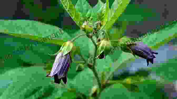 Image Of Scopolamine, A Potent And Dangerous Poison Found In Nightshade Plants. Scopolamine And Sinthe (Screen Door 1)
