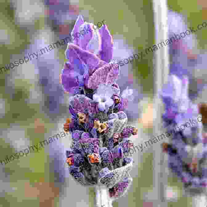 Lavender Lavandula Angustifolia Gardening With Less Water: Low Tech Low Cost Techniques Use Up To 90% Less Water In Your Garden