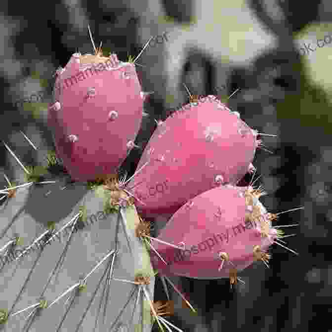 Prickly Pear Cactus Opuntia Spp. Gardening With Less Water: Low Tech Low Cost Techniques Use Up To 90% Less Water In Your Garden