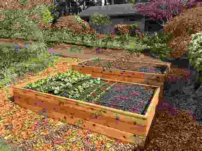 Raised Garden Beds Provide Excellent Drainage And Soil Conditions For Vegetable Gardening. Vegetable Gardening For Beginners: A Guide To Start Growing Your Own Indoor Or Outdoor Food Garden Including Container Raised Bed Kitchen Gardening (Gardening With Elizabeth Martens)