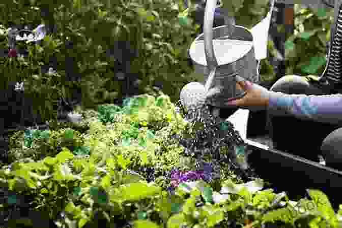 Watering And Fertilizing An Edible Garden Kitchen Garden Revival: A Modern Guide To Creating A Stylish Small Scale Low Maintenance Edible Garden